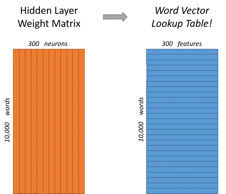 the hidden layer is the word vector matrix